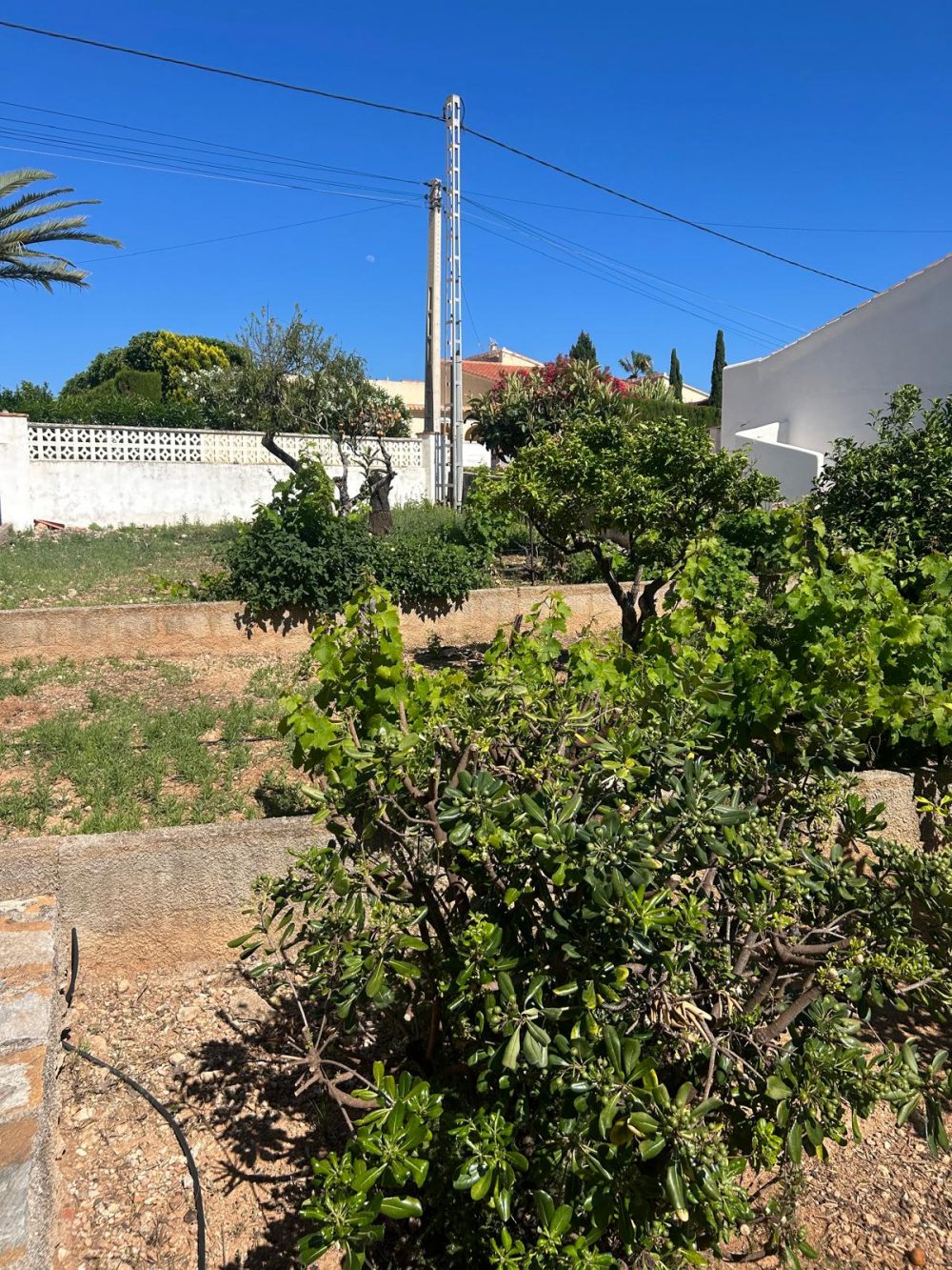 27. El Sol jardín