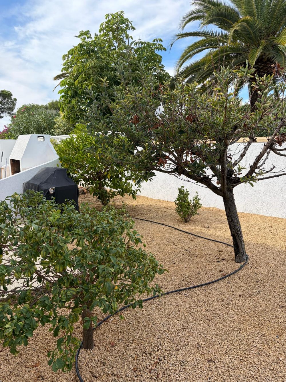 11. Cometa II Jardin